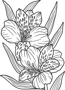 Alstroemeria Flower Coloring Page for Adults