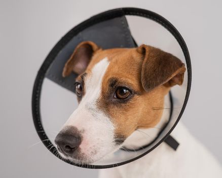 Jack Russell Terrier dog in plastic cone after surgery.