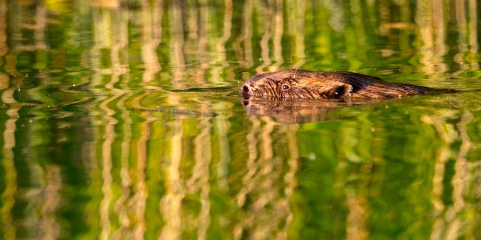 Beaver, Biesbosch National Park, Netherlands