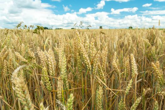 A fertile field of wheat with golden ears