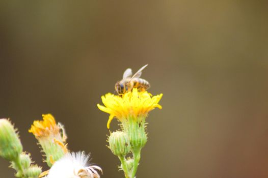 Closeup of bee on perennial sowthistle flower with blurred background