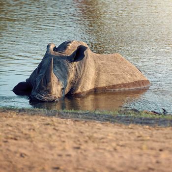 Taking a dip in the watering hole. Full length shot of a rhinoceros cooling off in a watering hole.