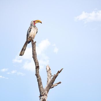 On his perch. Full length shot of a Southern Red-Billed Hornbill perched on a branch.