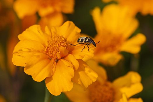 African Marigold with Spotted Maize Beetle 9333