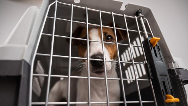 Jack Russell Terrier dog inside a cage for the safe transportation of pets. Travel box.