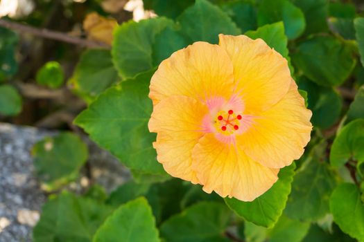 Large yellow - pink hibiscus flower in the garden