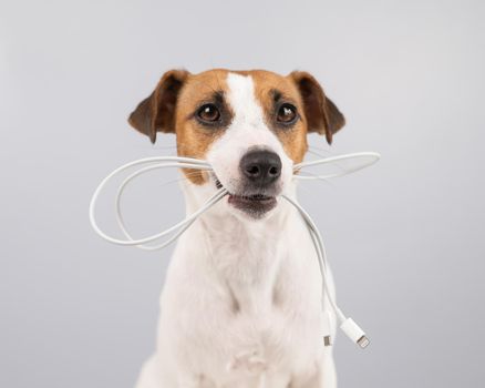 Jack russell terrier dog holding a type c cable in his teeth on a white background.