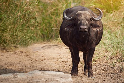 His size keeps him safe. Full length shot of a buffalo on the African plains.