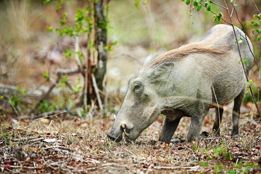 Meet the warthog. a warthog in its natural habitat, South Africa.