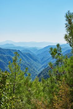Pine forest in mountain area - Turkey. An image of Pine forest in mountain area in Wester Turkey.