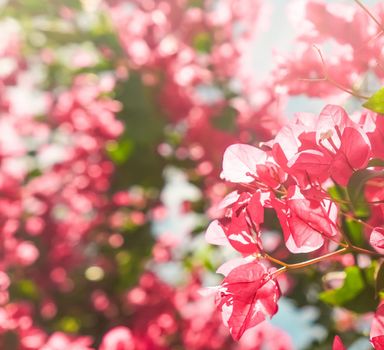 Coral blooming flowers and blue sky, feminine style background