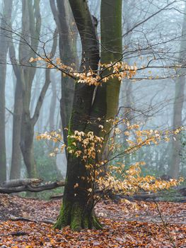 Foggy day in the forest in The Netherlands