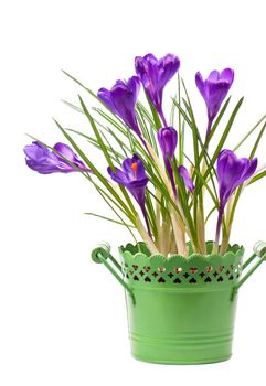 Crocus flower in the spring isolated on white.