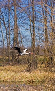 The spring forest is waking up. The stork flies with outstretched wings over the trees and the swamp