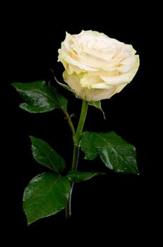 one white rose on a black background
