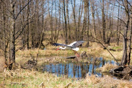 The spring forest is waking up. The stork flies with outstretched wings over the trees and the swamp