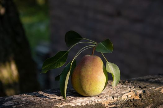 Still life of a pear with leaves on a wooden fence illuminated by a sunbeam