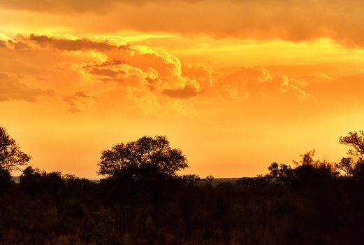 The sun is setting over the savannah. the African bush at sunset.