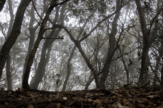 Trees among the fog