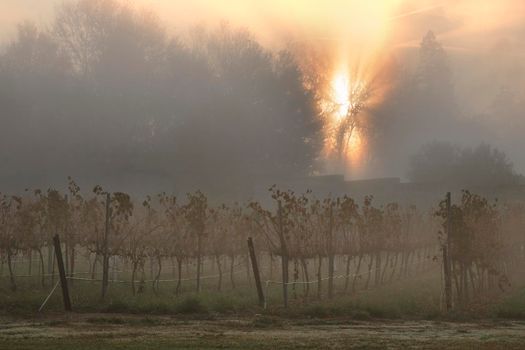 Misty morning in the vineyard