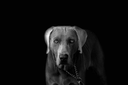 Grey dog in black background