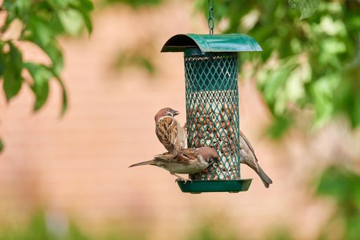 Hungry garden sparrows. A photo of garden sparrow in summertime (Denmark).
