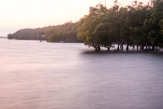 Long exposure of calm sea on horizon at dusk mangrove forest nature protection environment
