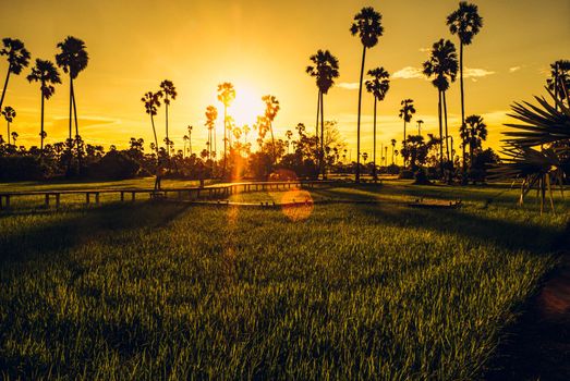 Sunset over a farm field and Palm tree. Grass field and a tree with dramatic sky at sundown