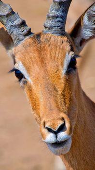 
Impala, Khama Rhino Sanctuary, Botswana