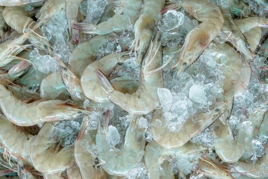Fresh white shrimps on crushed ice for sale in market. Raw prawns for cooking in seafood restaurant. Sea food industry. Shellfish animal. Shrimp market. Uncooked prawn. Shrimp for frozen food factory.