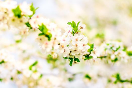 Cherry tree blossom in spring, white flowers as nature background