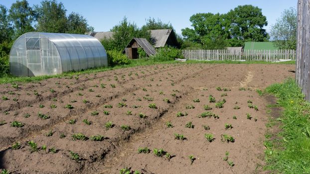 Rustic beds with newly planted potatoes. Russia, village