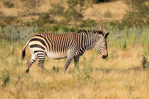 Hartmanns mountain zebra - Etosha National Park