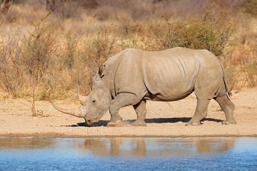 White rhinoceros at a waterhole