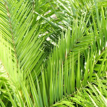 Palm leaves in summertime
