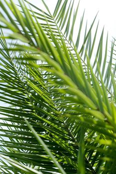 Palm leaves in summertime