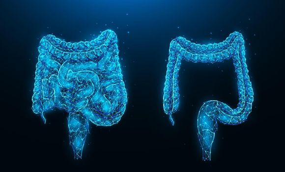 Polygonal vector illustration of human intestine and colon on dark blue background. Internal organ low poly design. Medical banner, template or background.