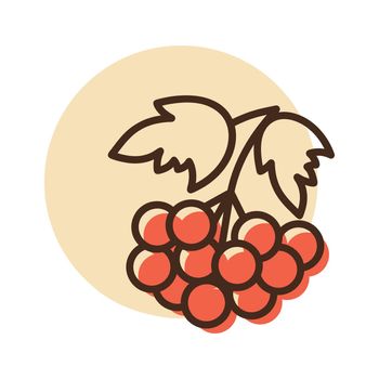 Rowan branch with berries and leaf vector icon