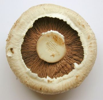 Culinary brown field or portobello mushroom