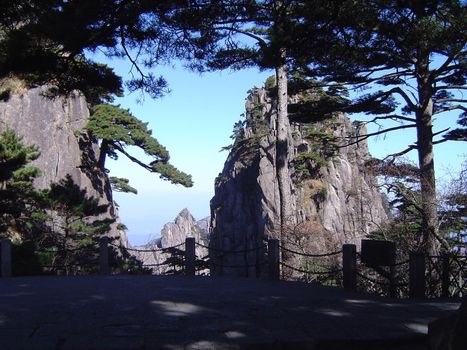 Sugar pine tree on Huangshan yellow mountain range