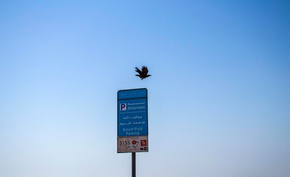 Crow is flying away from parking meter post. Shot was taken in Ajman emirate. UAE.