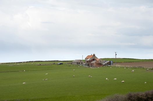 Grazing Lambs On Farm