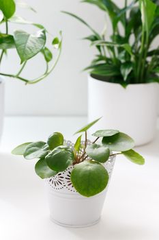 Pilea Peperomioides or Chinese Money Plant