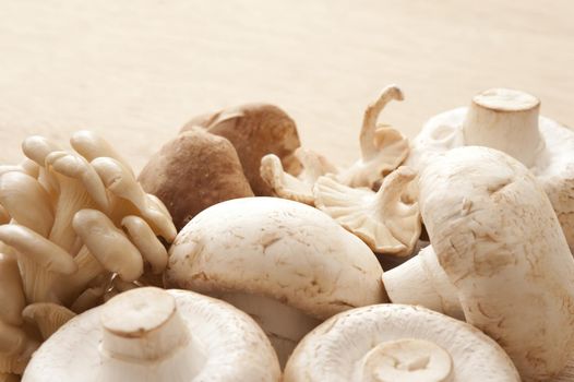 Selection of fresh edible mushrooms