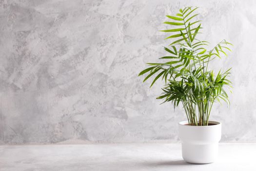 Small modern flower pot with Areca palm