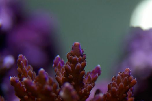 colourful purple and blue display of juvenile staghorn corals