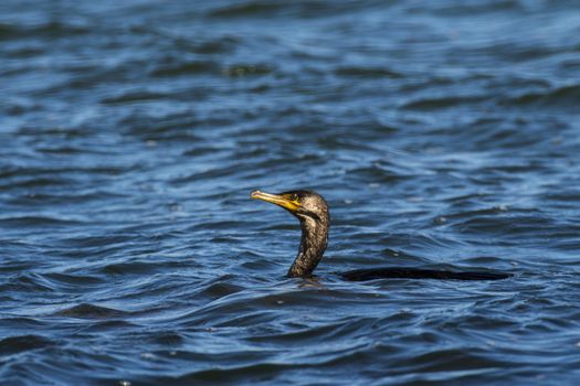 a black cormorant on the water