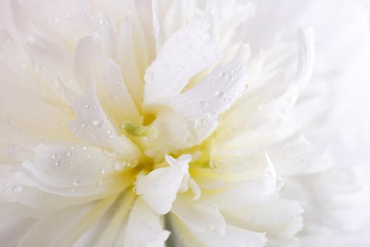 Close up of a beautiful white peony flower