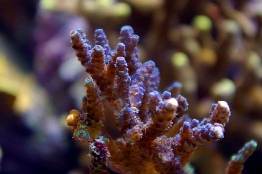 colourful purple and blue display of tropical corals