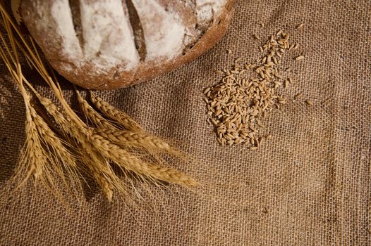 Still life. Wheat ears, partial view of a homemade whole grain bread and cereal grains scattered on a burlap tablecloth